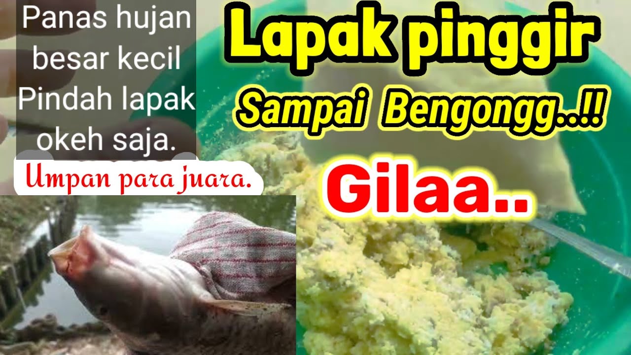 RESEP RAHASIA umpan jagung mudah ampuh...TETANGGA sampai BENGONGG..!!!