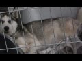 Siberian Husky 8 Weeks Pregnant! Puppies are on the move