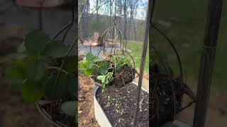 Garden Reflections Hanging Planter – vintage hanging basket, shepherd’s hook planter, cottage garden
