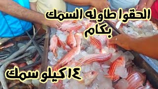 تعالوا شوفوا مزاد السمك فى مرسى مطروح انواع سمك أول مره نشوفها