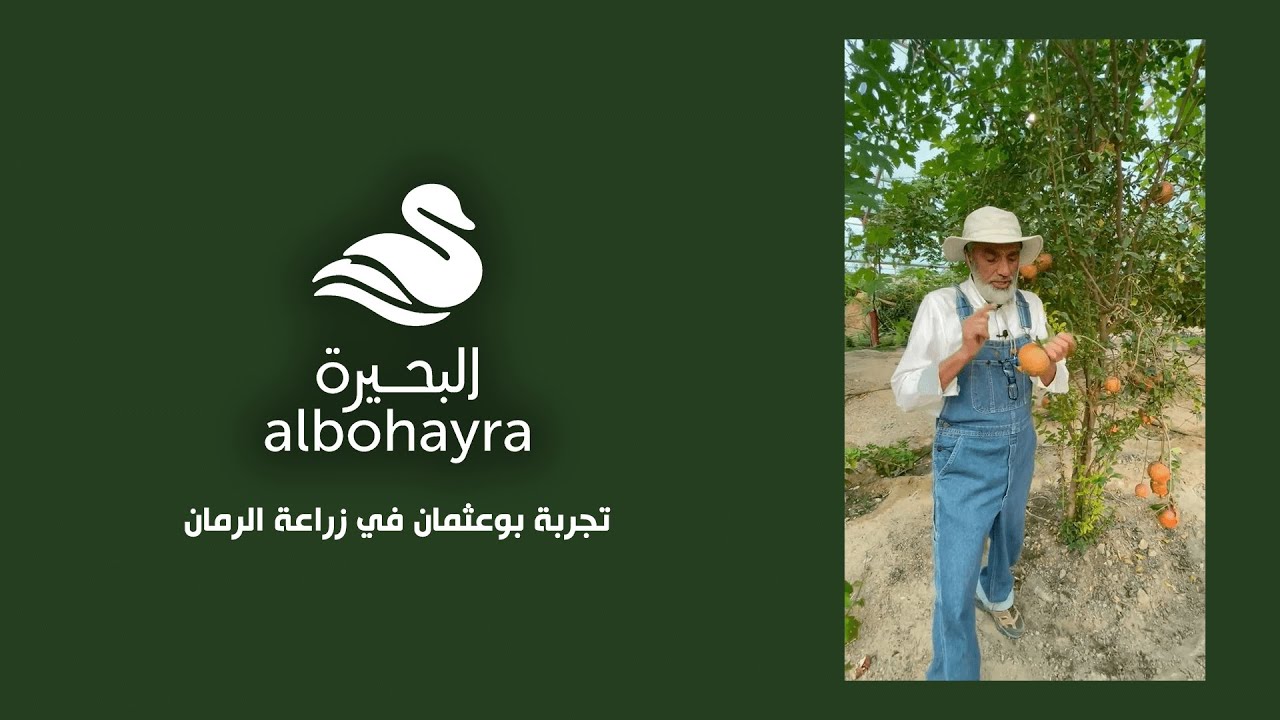 تجربة بوعثمان في زراعة الرمان 🧑🏼‍🌾 | Albohayra