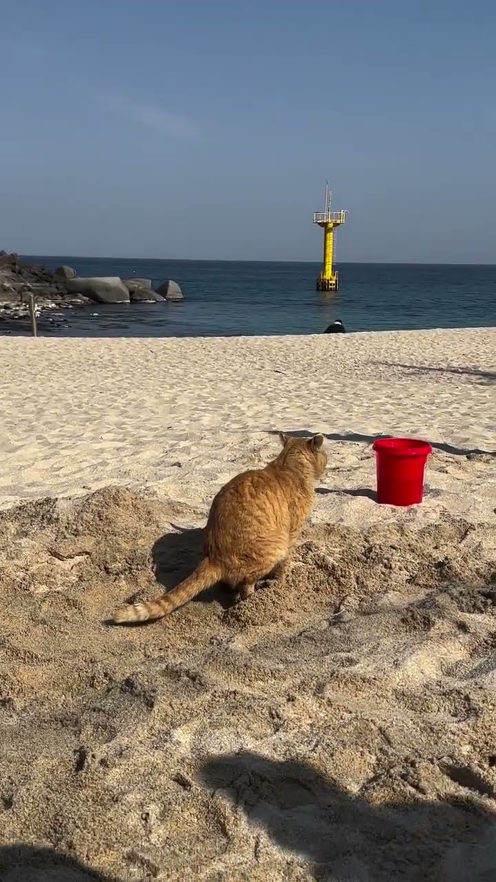 très drôle le chat Funny ???????????????