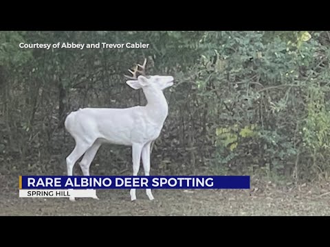 Rare albino deer spotted in Spring Hill