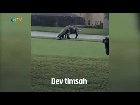 NTV | Florida'da devasa timsah