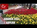 АЛАНИЯ 1 АПРЕЛЯ ОНИ ЕЩЕ ЖИВЫ И ЭТО ЧУДО ПОГОДА УЖАСНАЯ ТУРЦИЯ СЕЗОН 2021