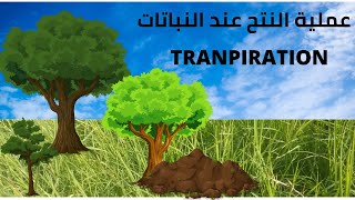 عملية النتح عند النباتات TRANSPIRATION