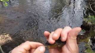 Trout fishing a small creek Part 1