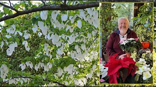 ARBRE AUX MOUCHOIRS, UNE FLORAISON UNIQUE ET SPECTACULAIRE AU PRINTEMPS Le Quotidien du Jardin N°306