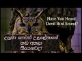 The Devil Bird of Sri Lanka | උලමා හෙවත් උලලේනාගේ හඩ | A Terrible Voice