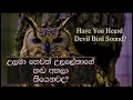 The devil bird of sri lanka       a terrible voice