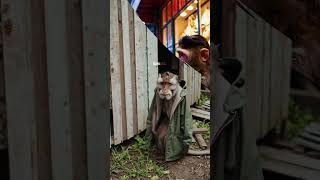 Üzgün Maymunlar Sad Monkeys
