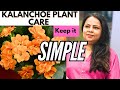 kalanchoe plant Care in Winter कलान्चो के पौधे की कटिंग को कैसे लगाएं ताकि उसमें जमकर फ्लावर्स आए।