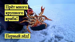 :    !  ! // Lots of big crabs. The first ice! (Eng Subs)