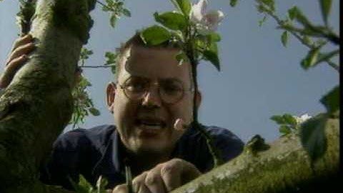 B060 Reproduction - pollination of apple trees