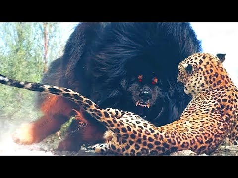 Vídeo: São cães realmente den animais?