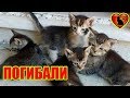 Кошка пришла к женщине, чтобы дать котятам возможность выжить...