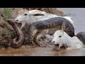 Masters of the Wetlands: Ancient Reptiles in Action”