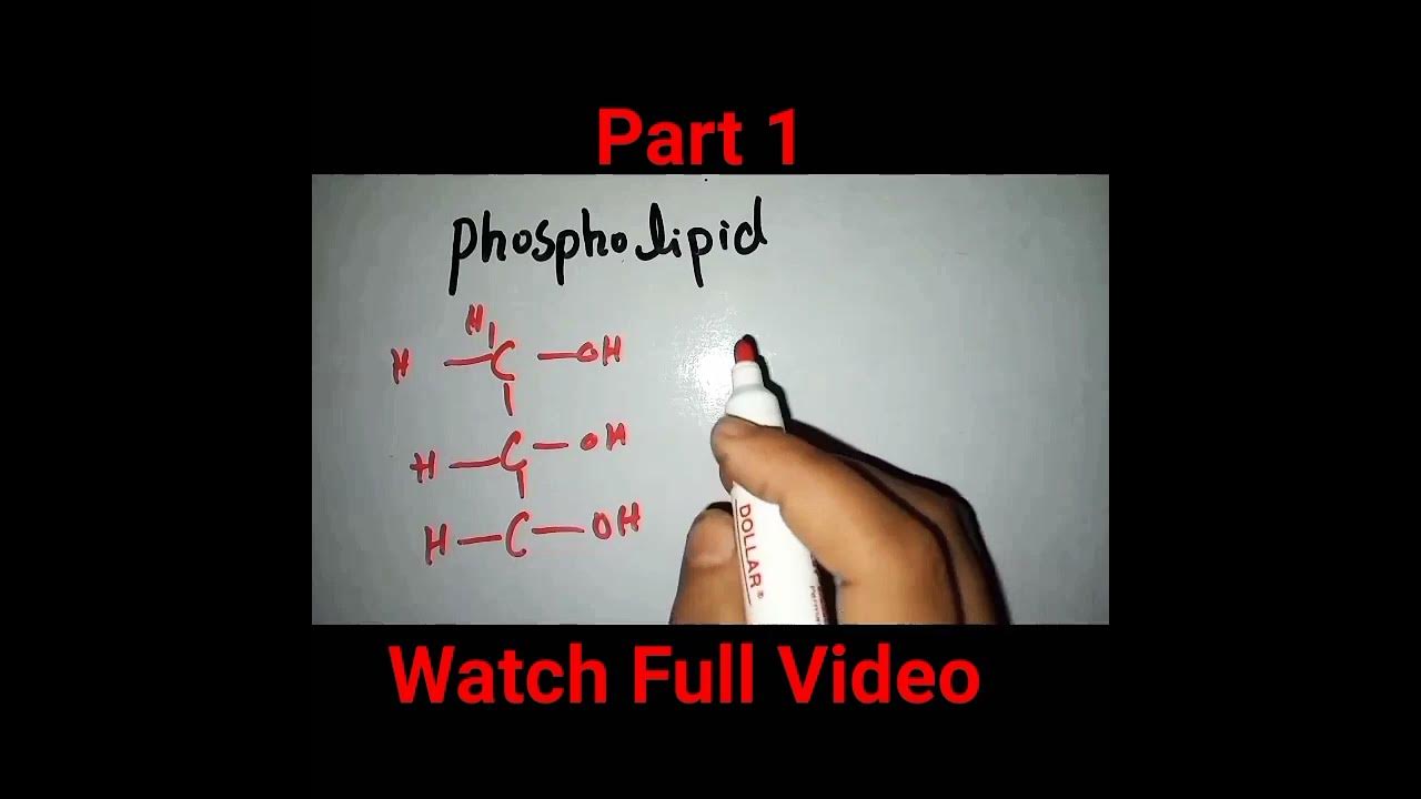 Is A Phospholipid A Polymer Science Explained Simply - xgqv6oa