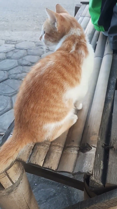 Si Meong main sama bang Gojek #shorts #video #ojol #vlogs