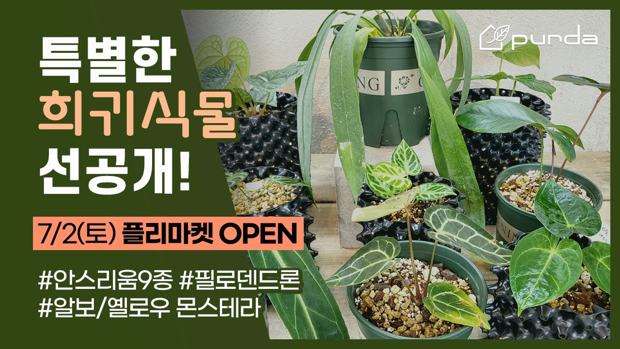 [ 7/2 푸르다 1회 플리마켓 OPEN ] │희귀식물마켓 "안스리움 & 필로덴드론 & 알보/옐로우 몬스테라" 두구두구😆