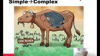 Protein Sources and Nutrition for Beef Cattle 2012