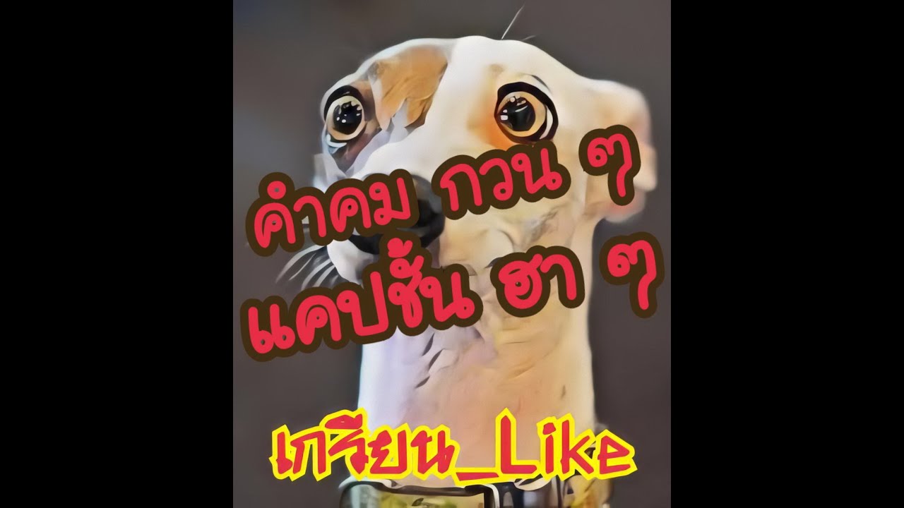 แคปชั่นโสดกวนๆ  Update New  คำคมกวนๆแคปชั่นฮาๆ ep.1 #GREANLIKE