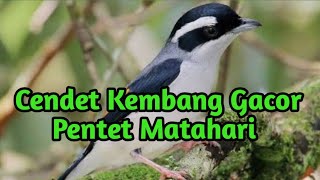 Cendet Kembang Gacor | Masteran Cendet Matahari