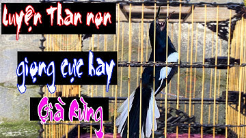 Chòe than hót giọng rừng ĐẢO GIỌNG liên tục siêu hay/ Luyện chòe than non học giọng/ chích chòe than