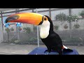 【4K】A Toco Toucan waiting for his meal / ご飯を狙うオニオオハシ　掛川花鳥園