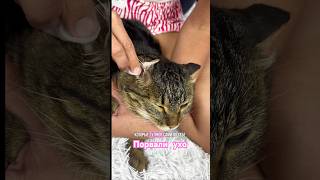 Что делать если у кота ухо порвано? #разодраноухо #лосьондляушей арт323088002