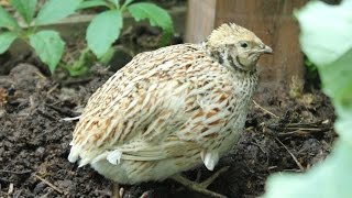 Making a safe nesting & brooding area for organic coturnix quail. Hábitat de anidación codornices