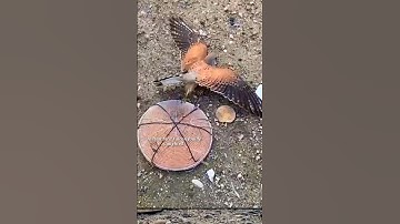 Pigeon | bird trap | catching bird | falcon trapping #shorts #youtubeshorts