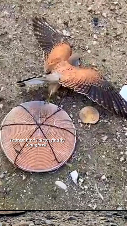 Merpati | perangkap burung | menangkap burung | perangkap elang #shorts #youtubeshorts
