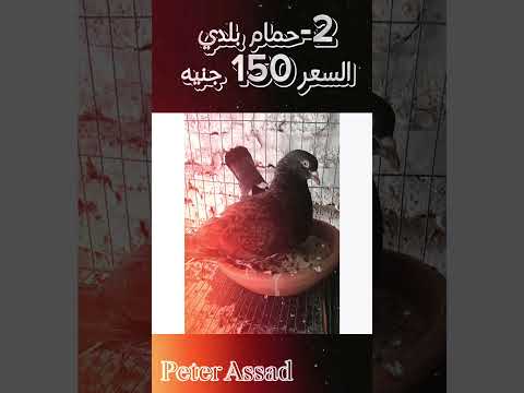 افضل 3 انواع حمام للمبتدئين في تربيه الحمام 