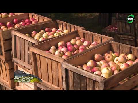 Video: Cum Se Vinde Fructe
