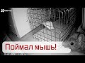 Устроил мышиную охоту в своем доме в деревне Поймал мышь Устроил мышиную охоту в своем доме в деревне Поймал мышь