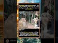 Monkey vs Dog: The Most Unexpected Showdown foryou #fyp #animals #funny