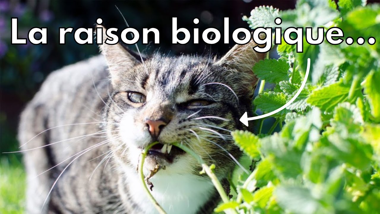 Le chat est malin...