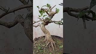*"Smoothing the branch cuts"* 😊🪴 #BonsaiTechnique #bonsai #bonsaitree #nature #gardening