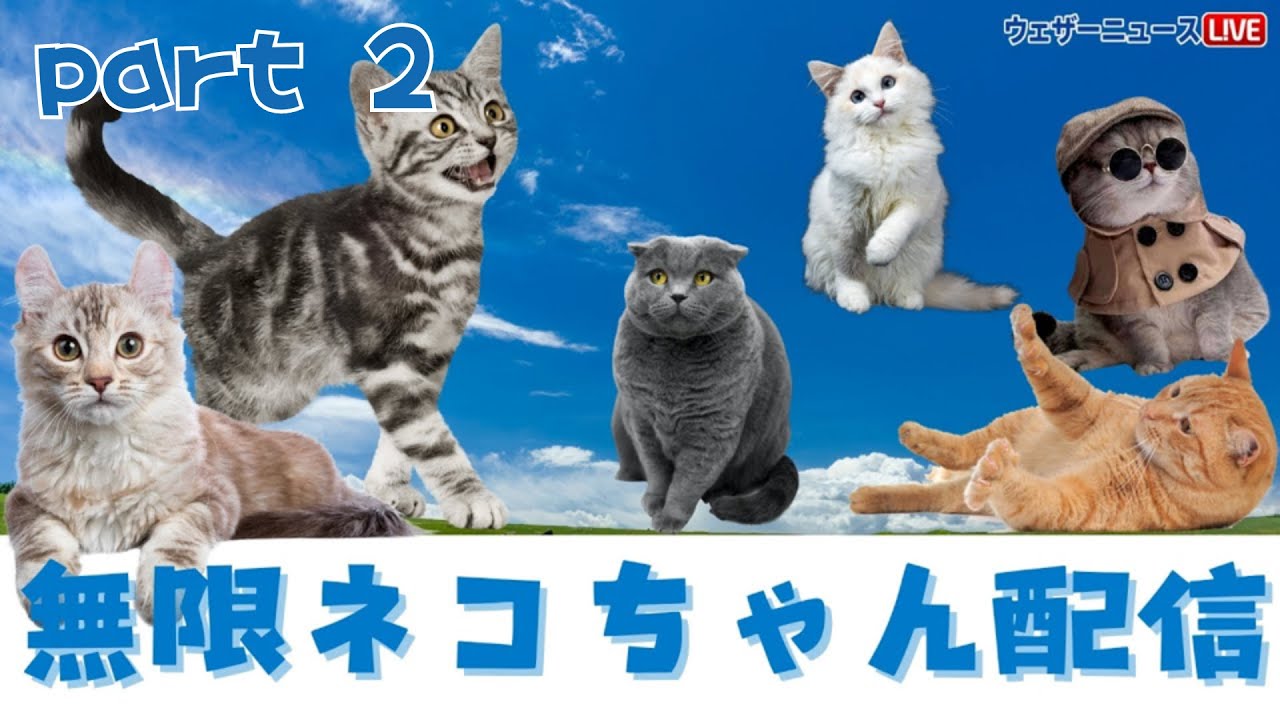にゃんにゃんの日】無限ネコちゃん動画配信 part 2 /2024.5.22(水