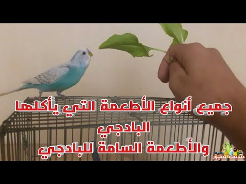 فيديو: الطيور التي تجذب نباتات التوت - اختيار أفضل نباتات التوت للطيور