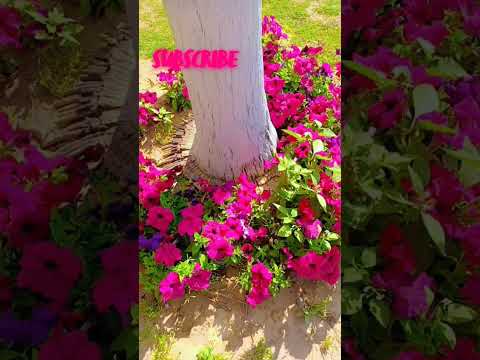 PINK Viral Shorts Flowers Nature Trending Music Subscribe Youtubeshorts Fashion Rihanna