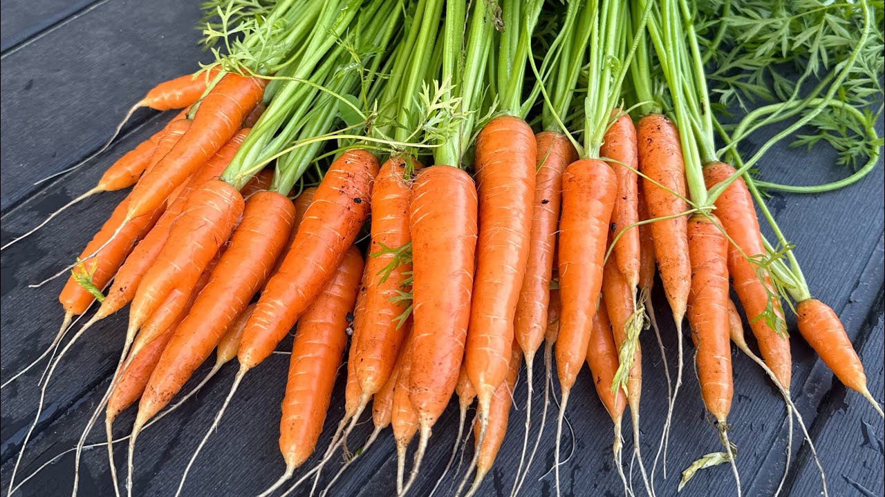 Organic Carrots Fall Harvest 2025