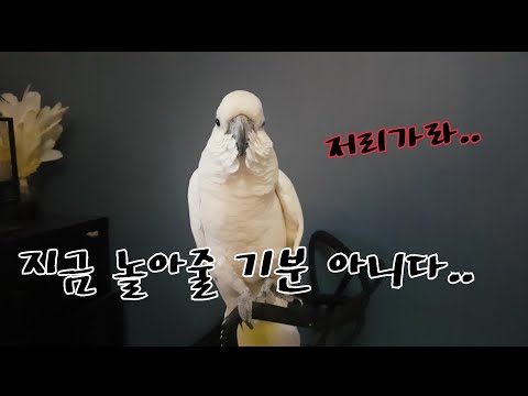 놀아달라 조르는 집사가 무지 귀찮은 <strong>앵무새의</strong> 극과극 반응~!