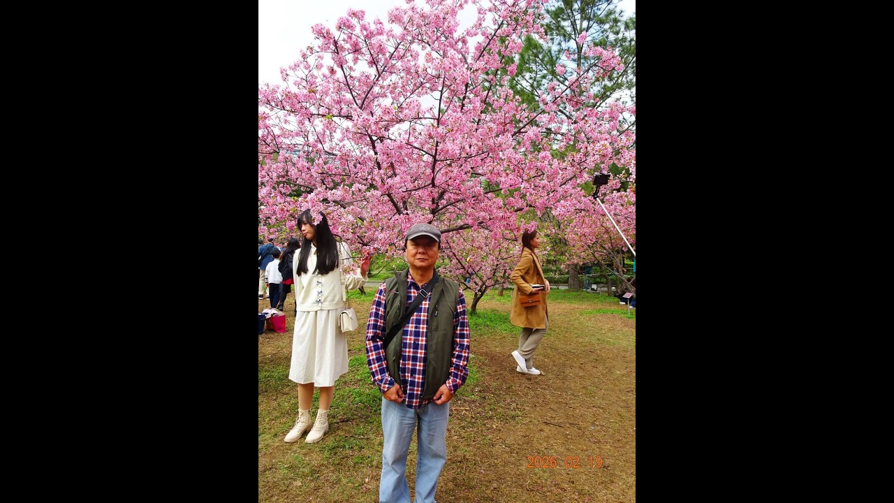 2026中央大學櫻花(不塞車、免門票、好停車)