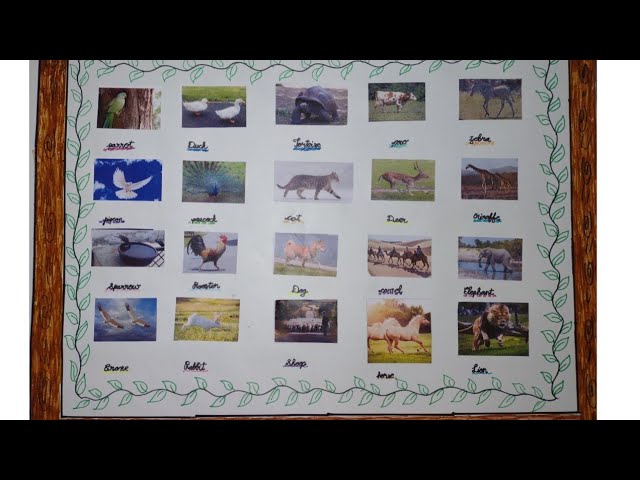 Chart paper decoration ideas for school projects | animal and birds chart  making for school project - YouTube