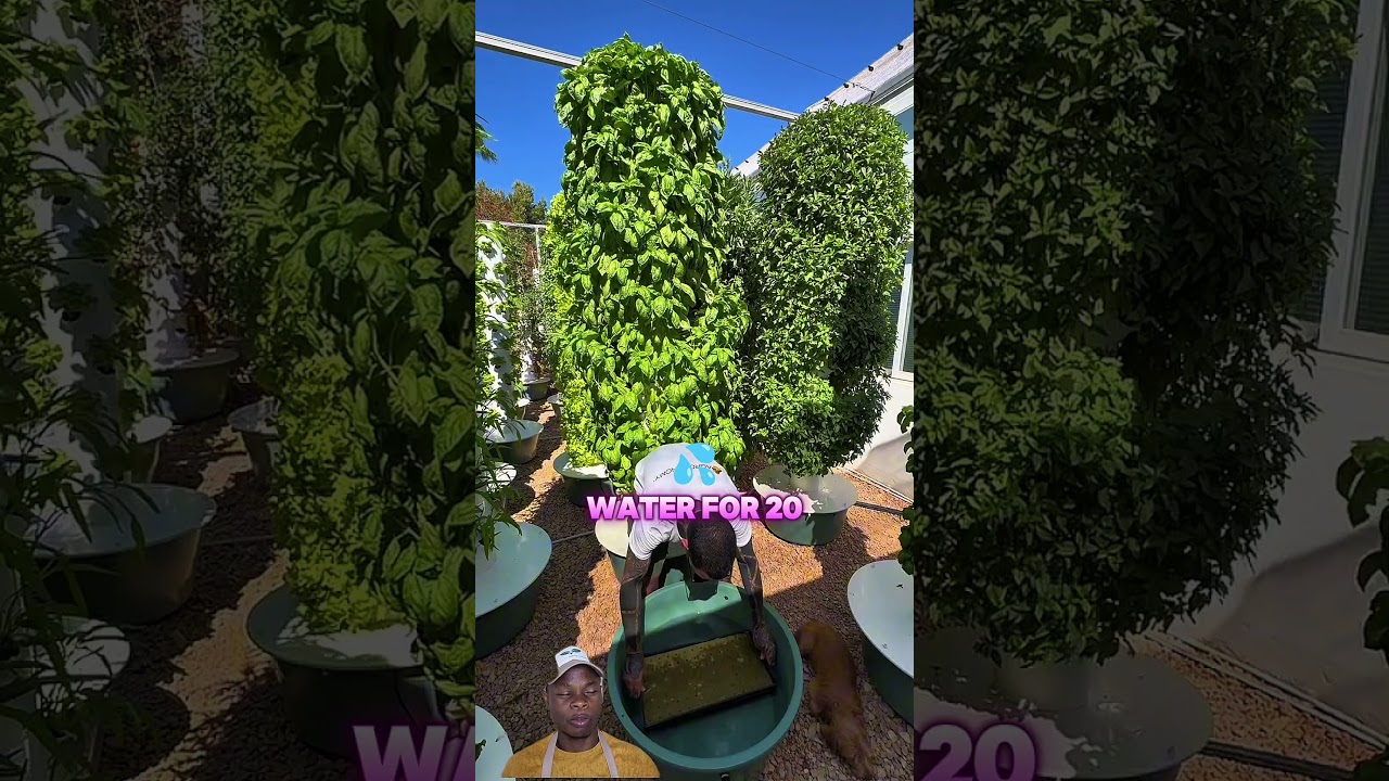 Grow AMAZING Basil on an Aeroponic Tower?