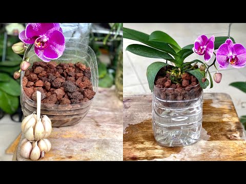 Video Cách Trồng Lan Không Cần Tưới Bằng Đá Này Phát Triển... - youtube