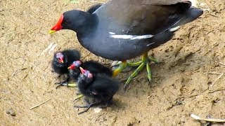 Water birds feeding fledgling birds