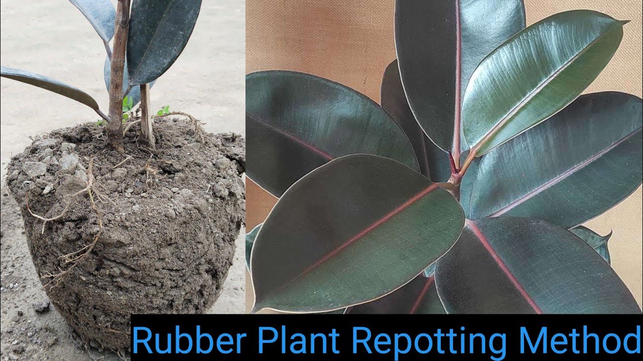 Simple Steps to Repot Your rubber Plant rubberplants repot 